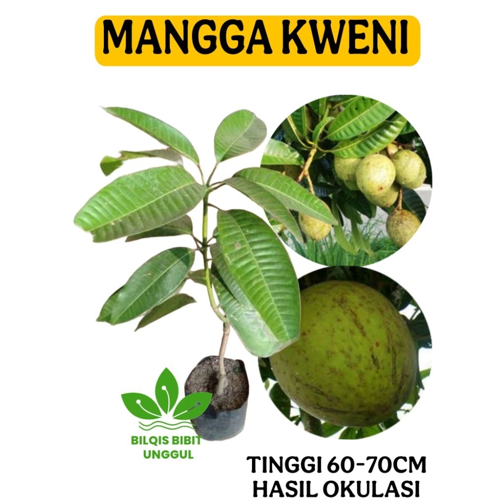 BIBIT BUAH MANGGA KWENI KUENI