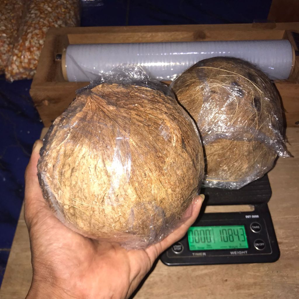 KELAPA SAWITAN MUDA / KELAPA BAHAN BIKIN URAP / URAB