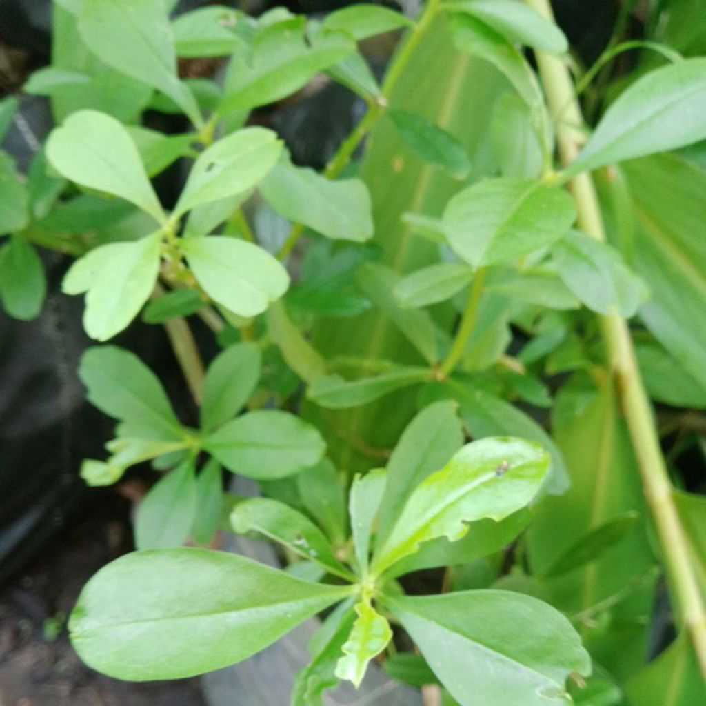 Sayur Som Jawa ginseng segar perikat