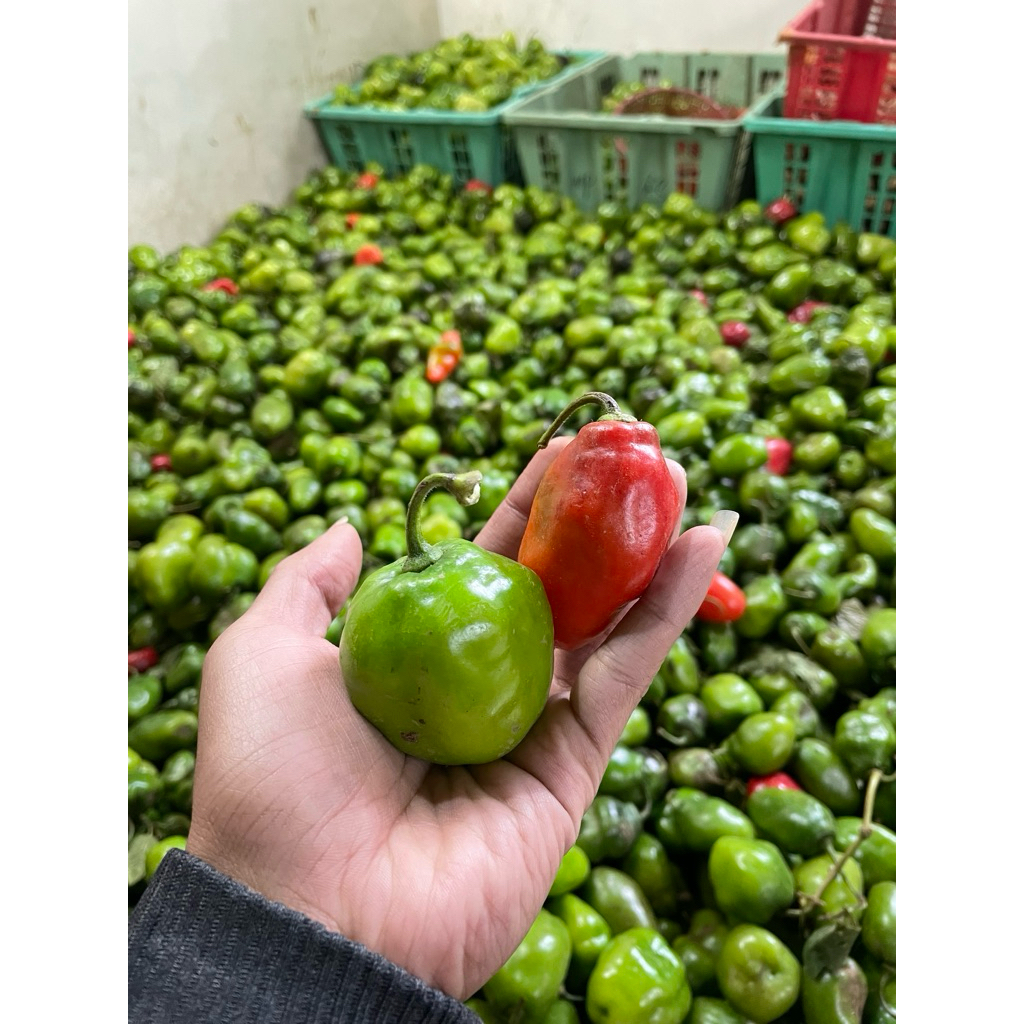 Cabai Gendot Dieng, Cabe gendot dieng