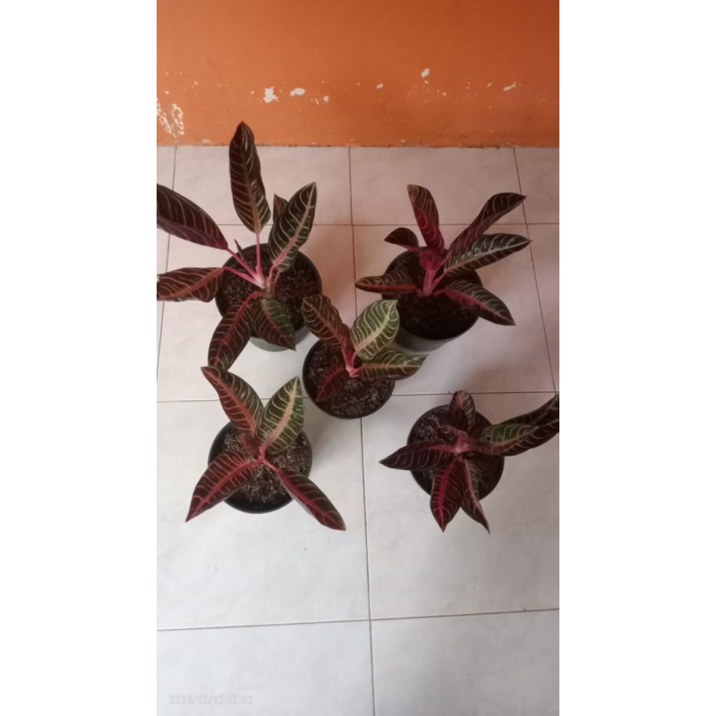 aglonema pos ( red sumatra)