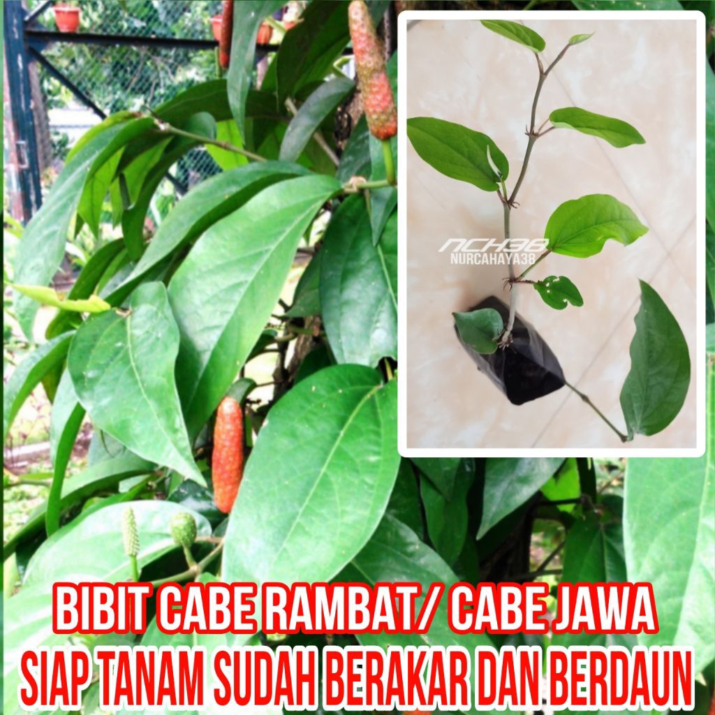 Bibit cabe rambat siap tanam sudah berakar dan berdaun / bibit cabe Jawa siap tanam