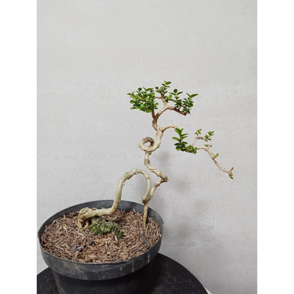 bahan Sancang meliuk,,