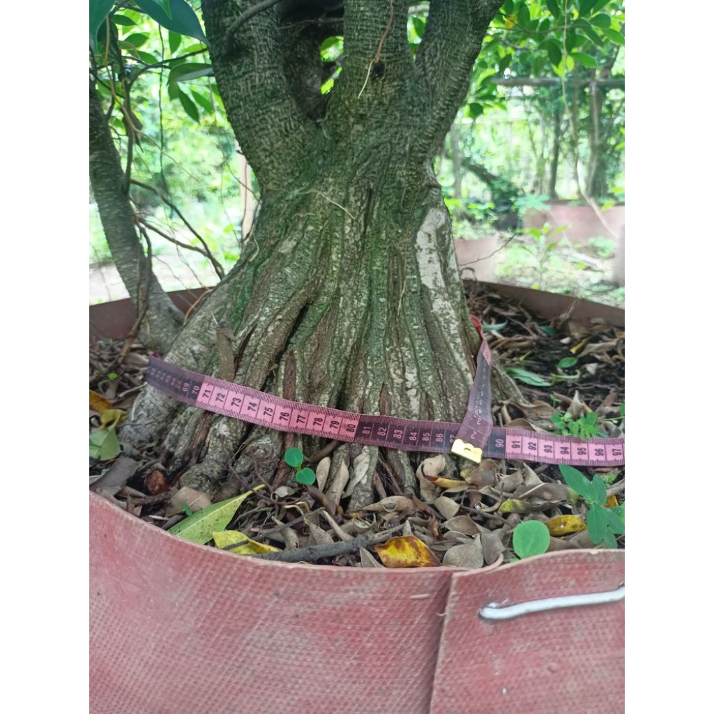 Pecah Batang Kimeng Super Jumbo