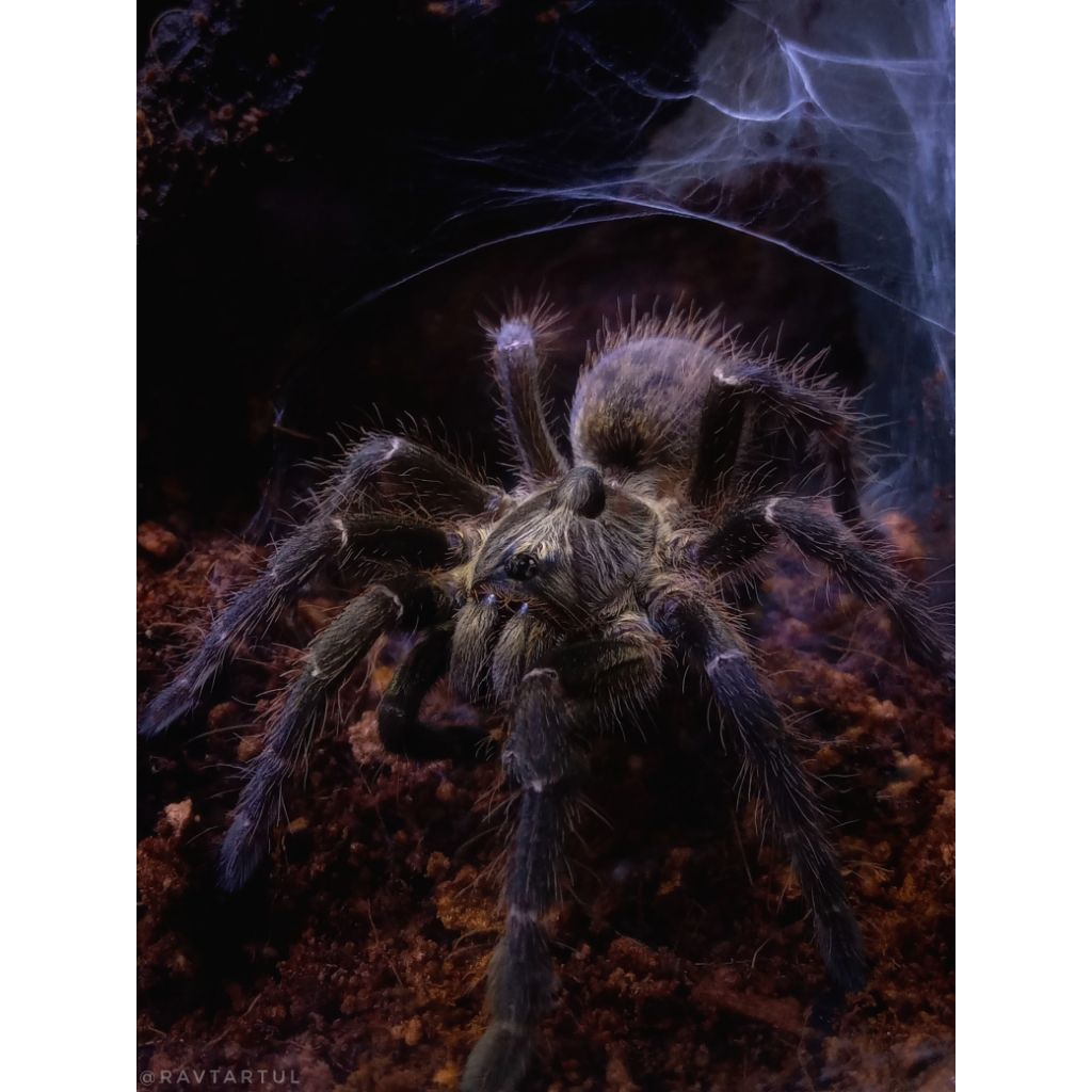 Tarantula c.darlingi ( unsex )