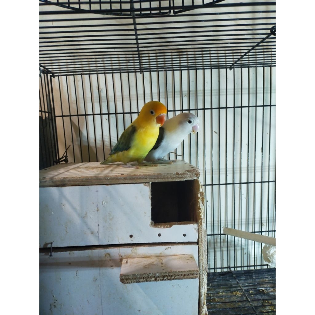 Indukan Biola Ewing PB x Biola Ewing Blue/Pf