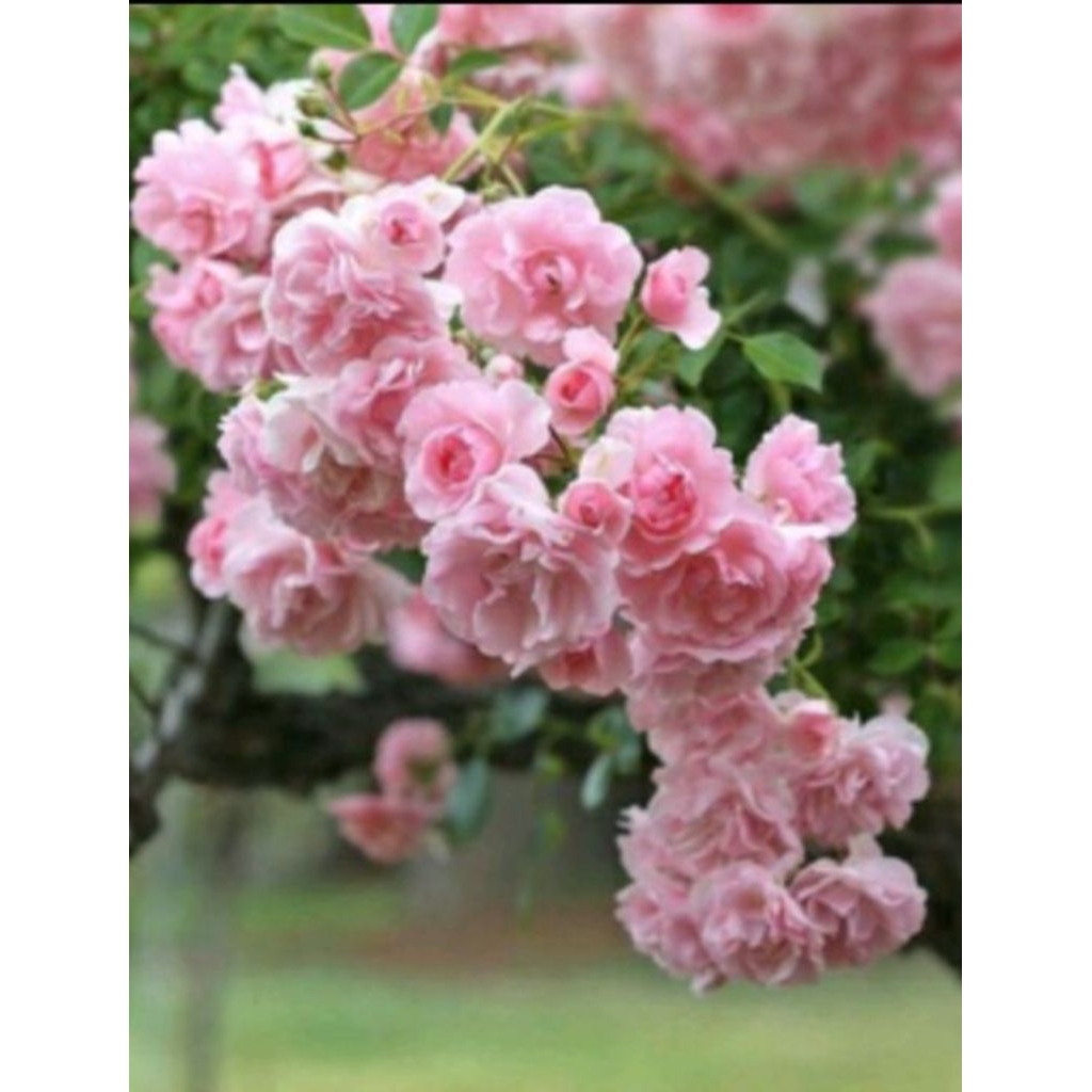 bibit tanaman hias mawar import rosario