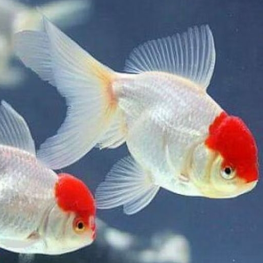 ikan koki oranda red cap murah meriah