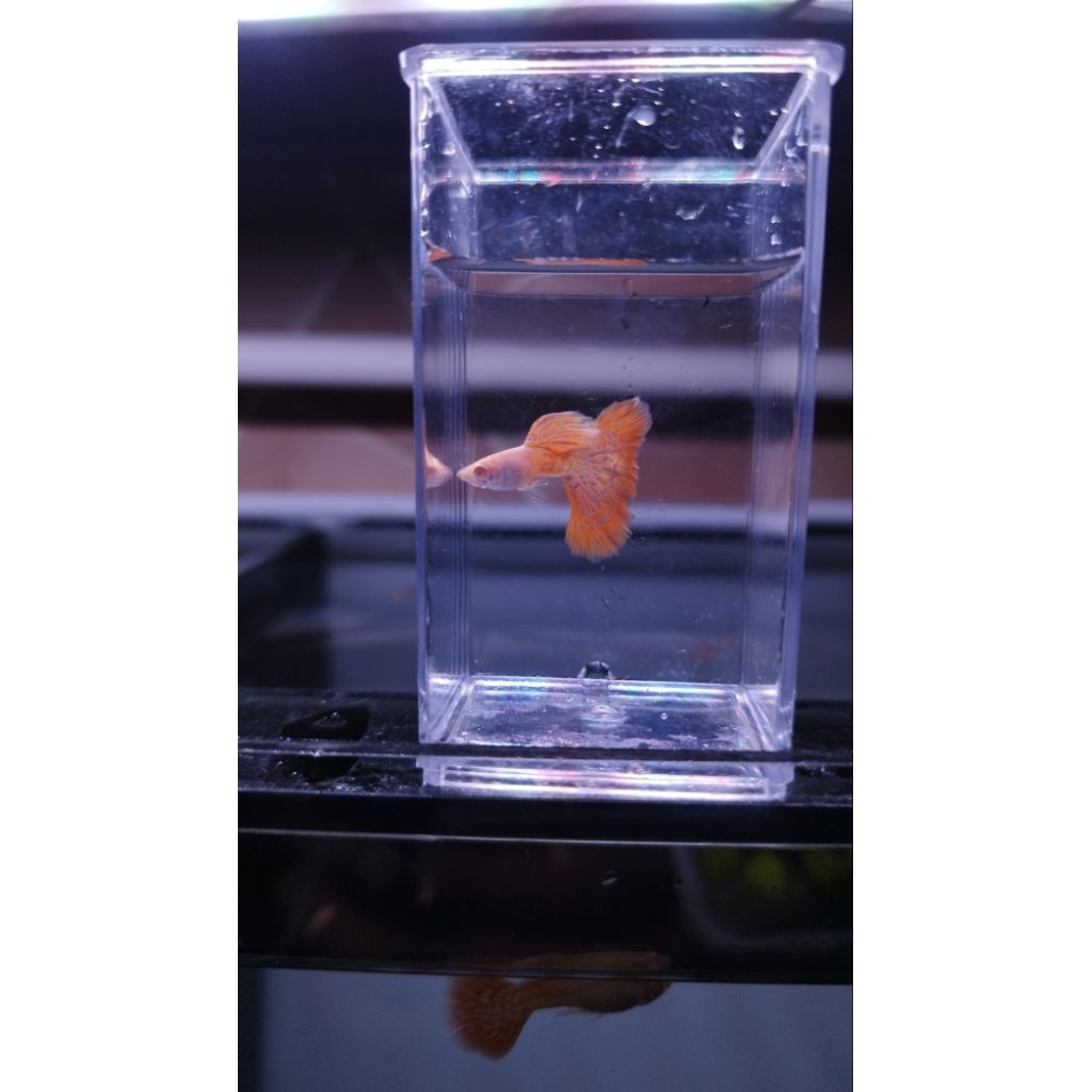 Miniatur albino snake skin red lace (AMSSRL) 1pasang