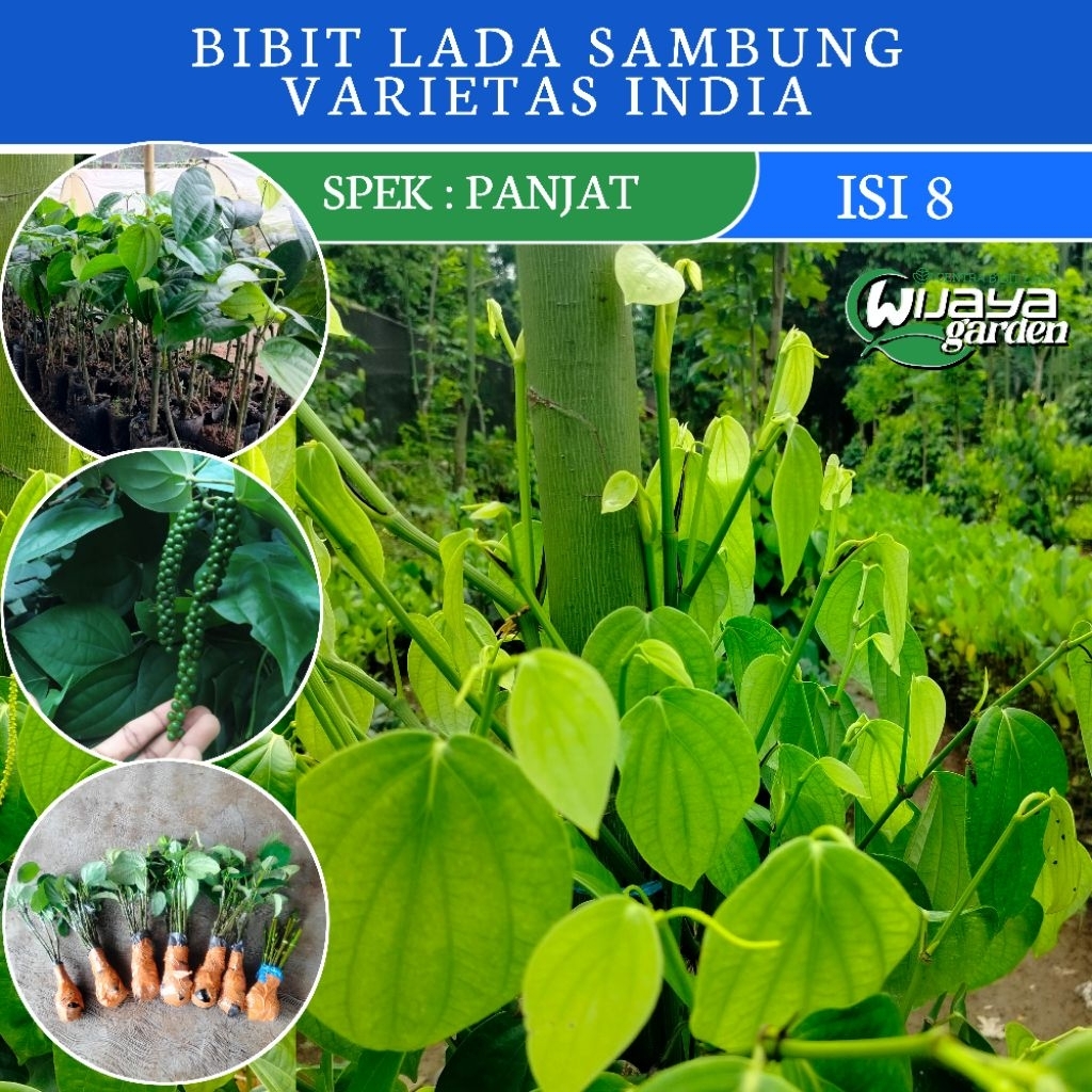 PAKET HEMAT ISI 8 BIBIT TANAMAN LADA SAMBUNG MELADA VARIETAS INDIA SRILANKA | PANJAT | BIBIT LADA | 
