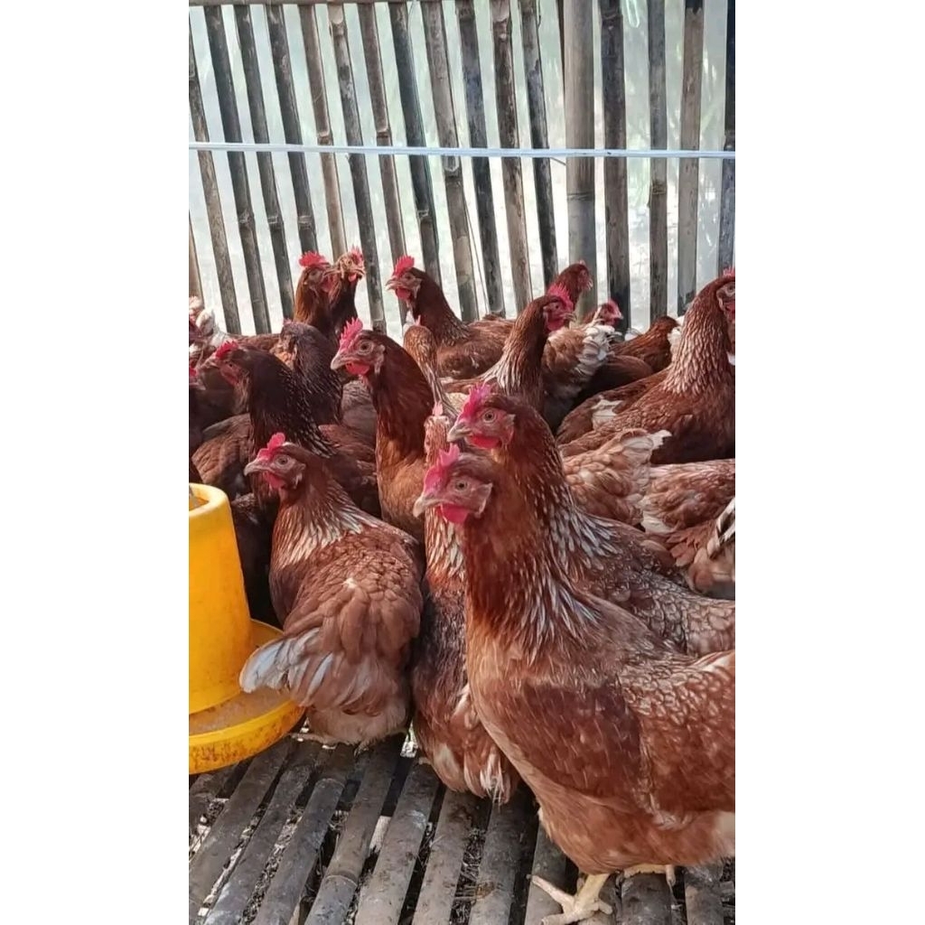 Jual Ayam Petelur ISA Brown Super Produktif Usia 23 Minggu