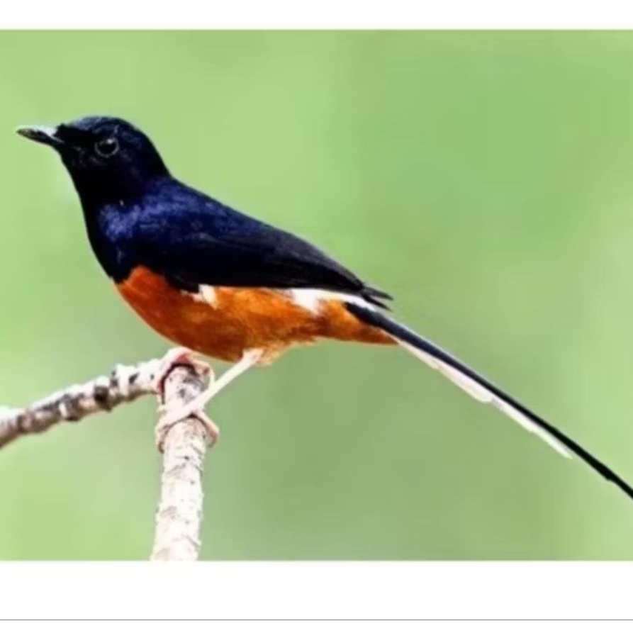 MURAI BATU MUDA HUTAN EKOR PANJANG BAHAN