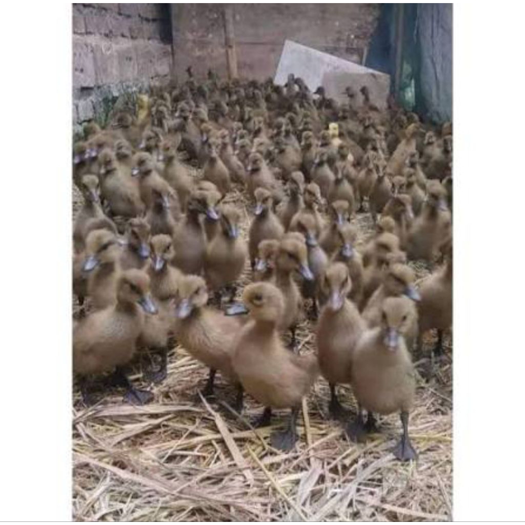 dod Bebek lokal Jantan leher panjang beli 10 gratis 1