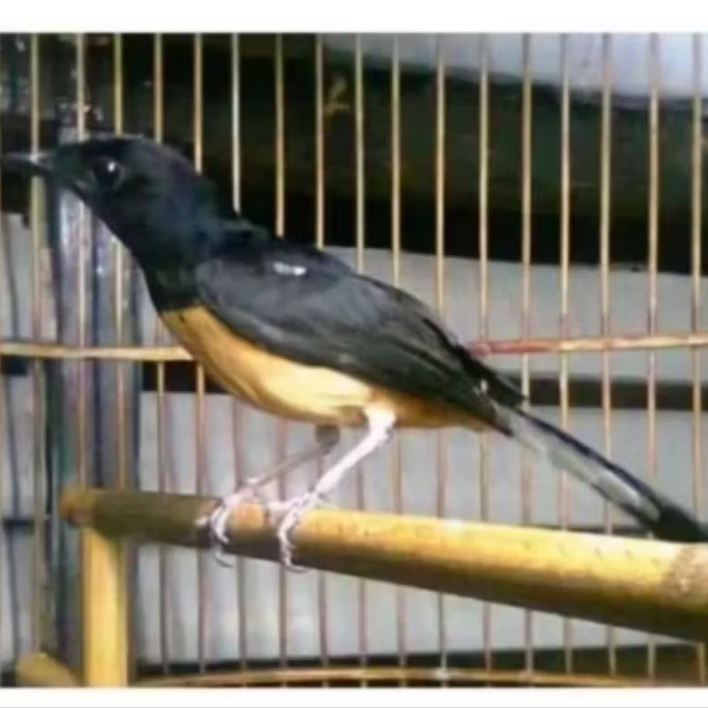 MURAI MEDAN BETINA SIAP TERNAK BAGUS