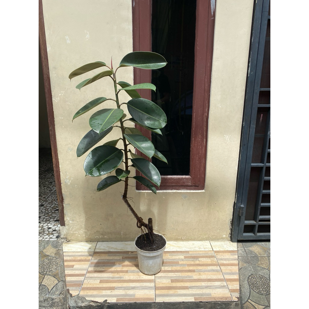 ficus elastica burgundy