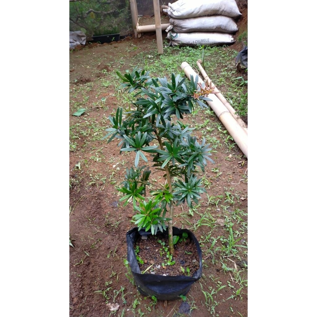 Bibit Bonsai Lohansung Pucuk Pink ORI/ Lohansung Pupus Pink ORI