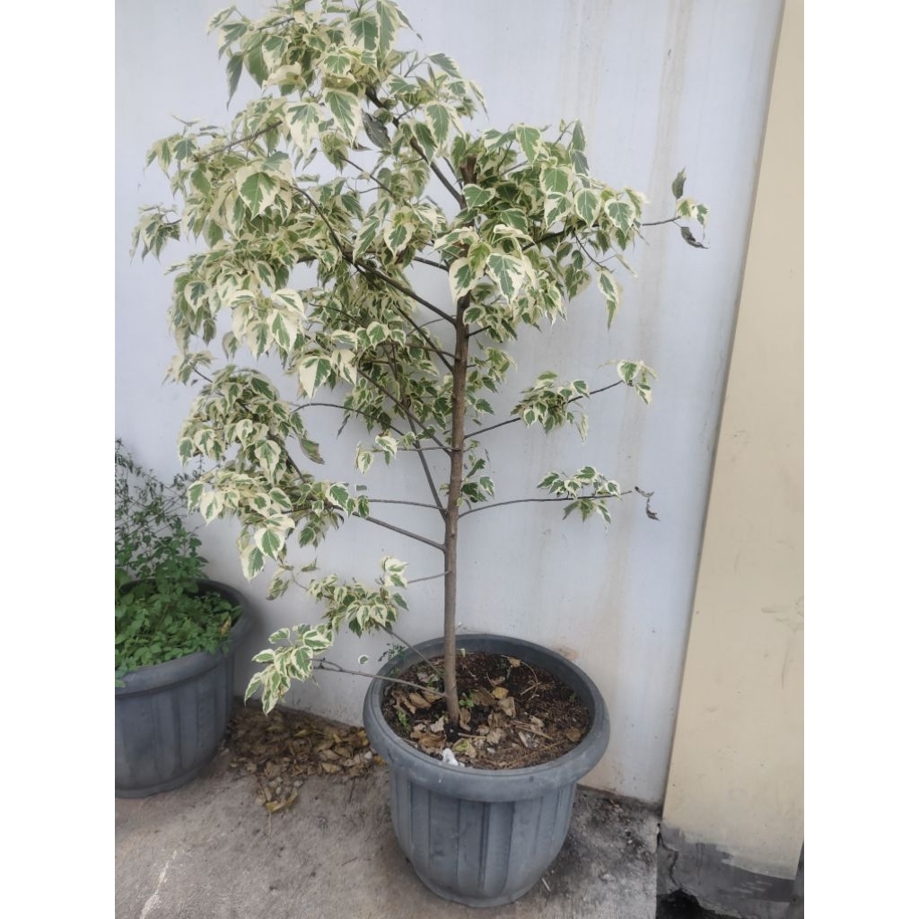 pohon bodhi varian ragata