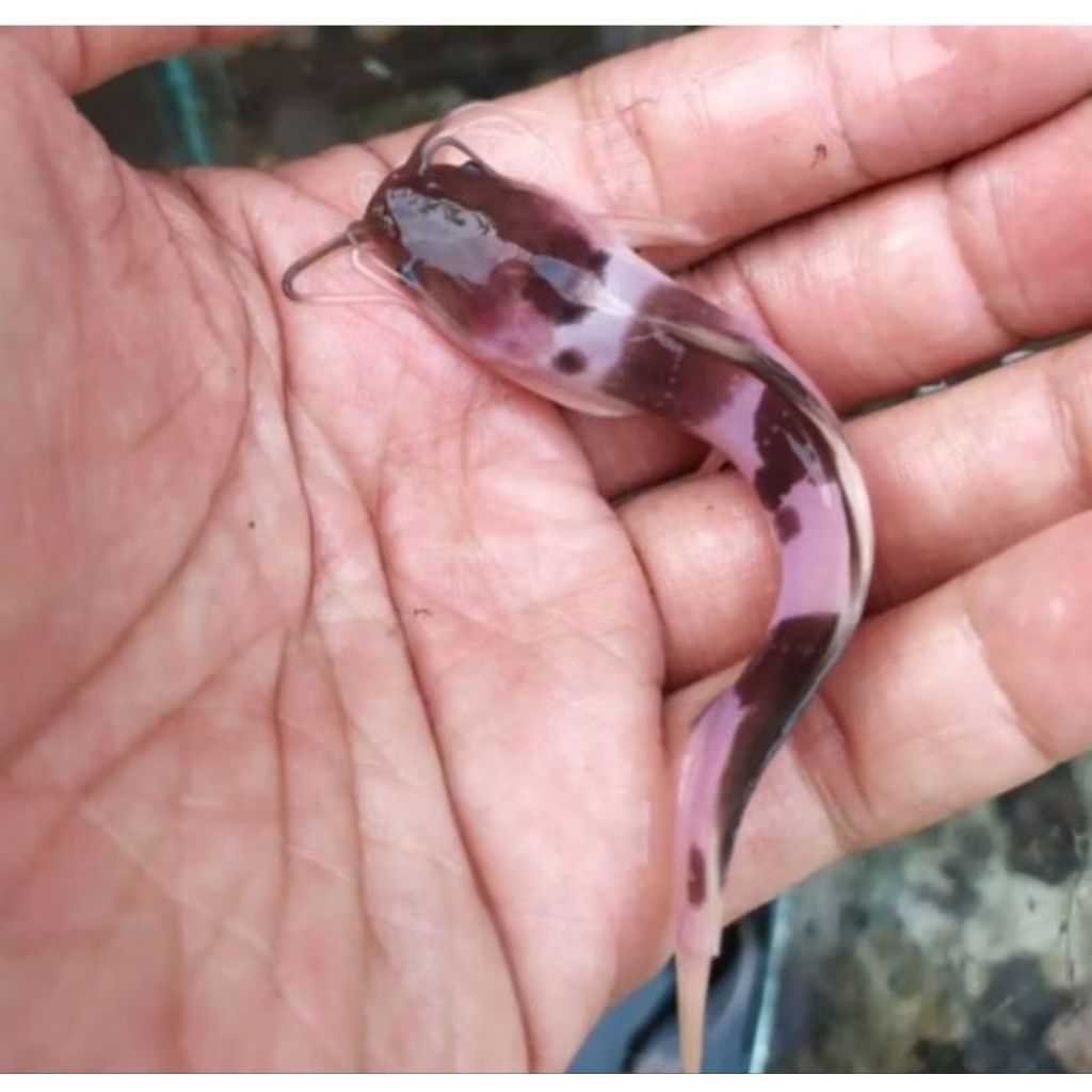 lele albino besar dekorasi Akuarium aquaseceps aquarium air tawar