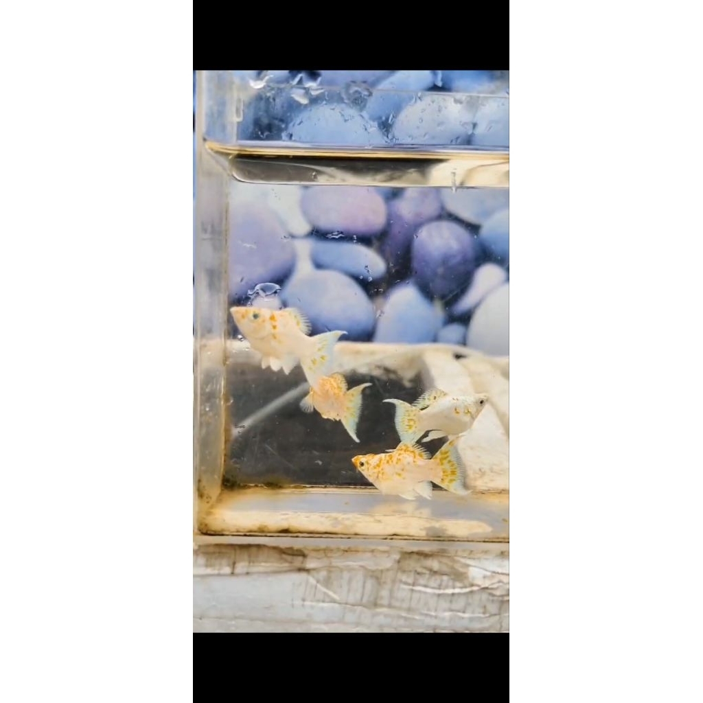 Stiker Molly Sakura Makassar