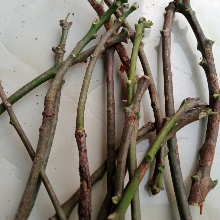 Entres / Batang segar mangga mahatir