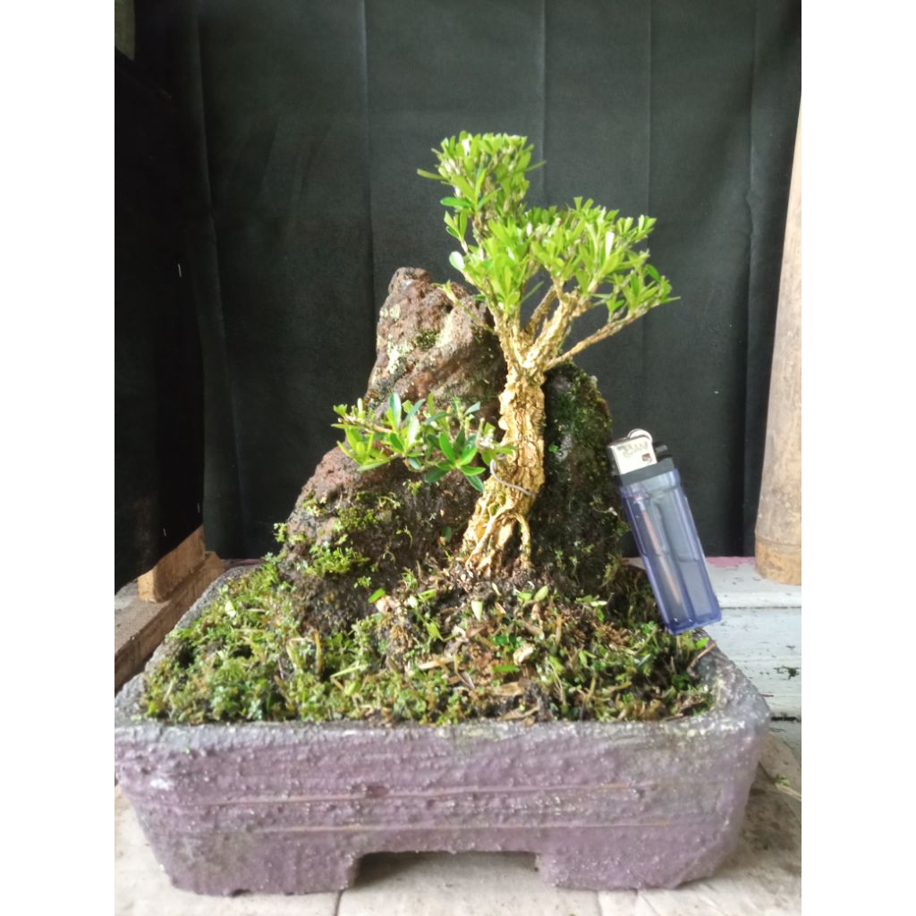 BONSAI BOXUSS PENJING