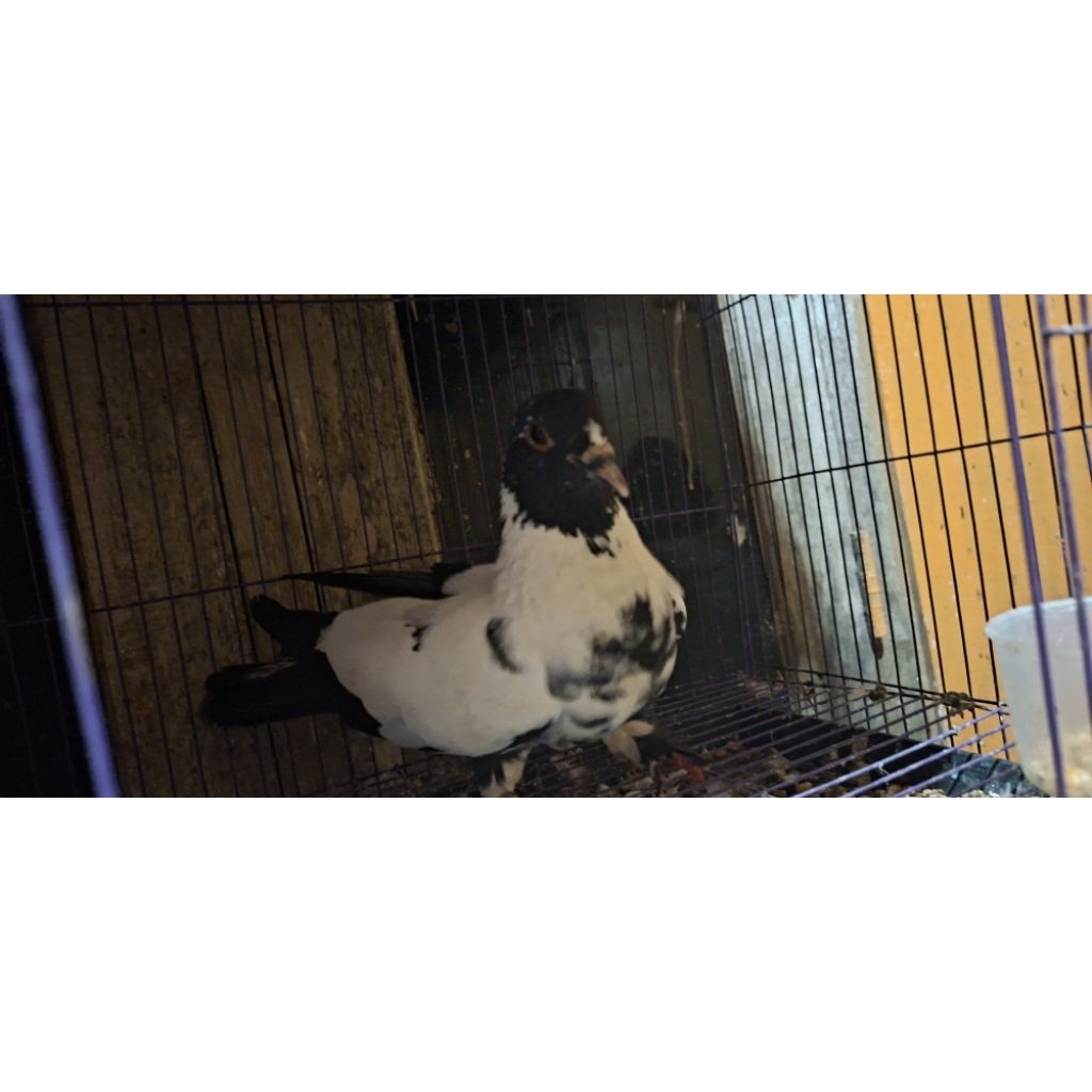 merpati betina blorok hitam jembros