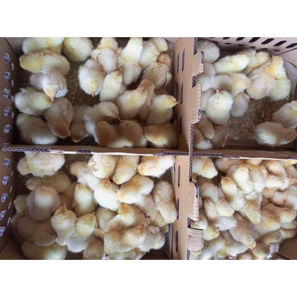 Ayam Negeri Jantan - Doc Jantan - Ayam Pejantan - DOC PEJANTAN