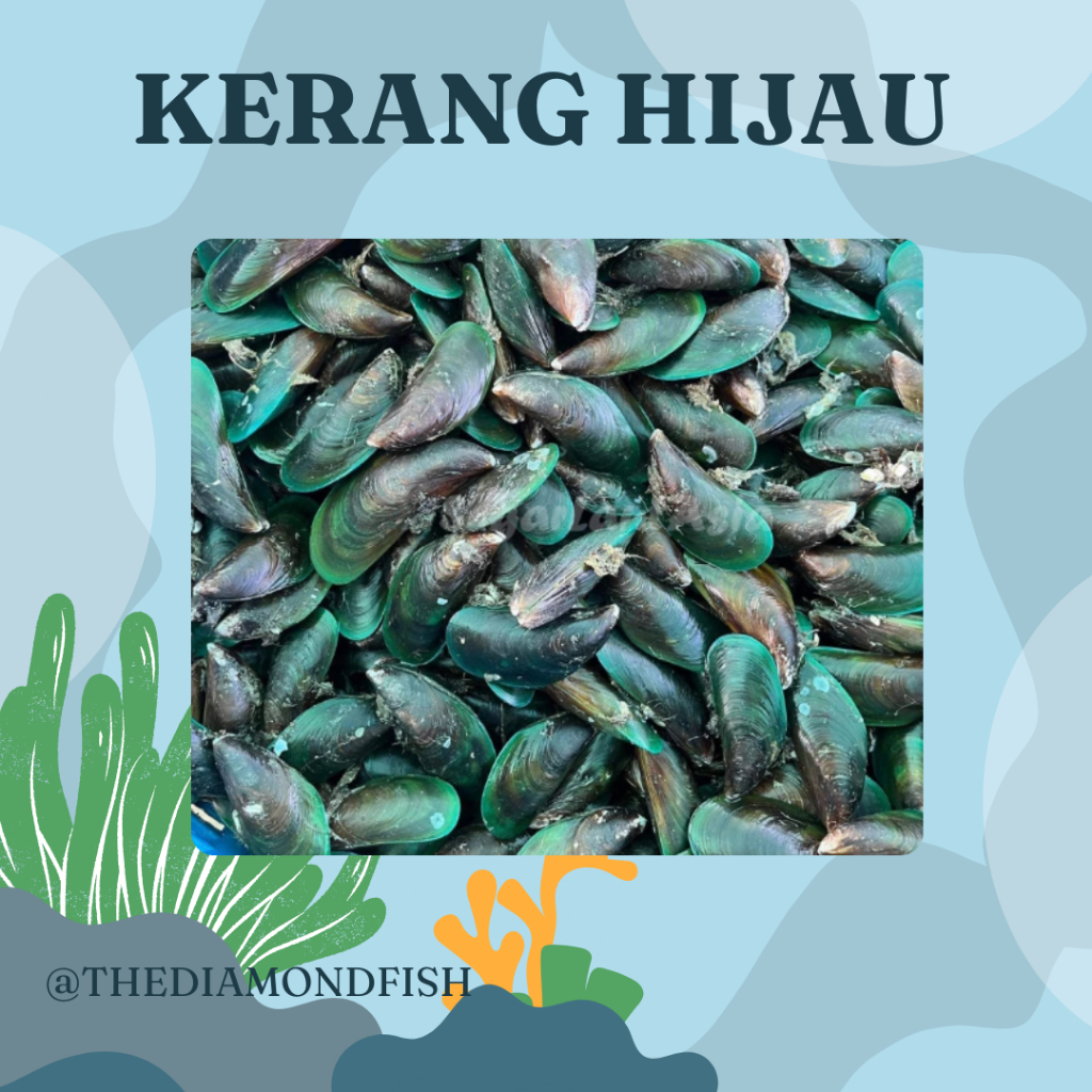 Kerang Hijau 1Kg Kerang Hijau Segar Kerang Ijo Seafood Kerang Laut Segar hijau