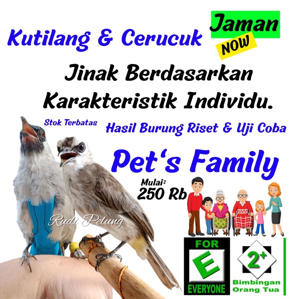 Burung Kutilang cerucuk jinak Jaman Now hadiah unik hewan kesayangan anda