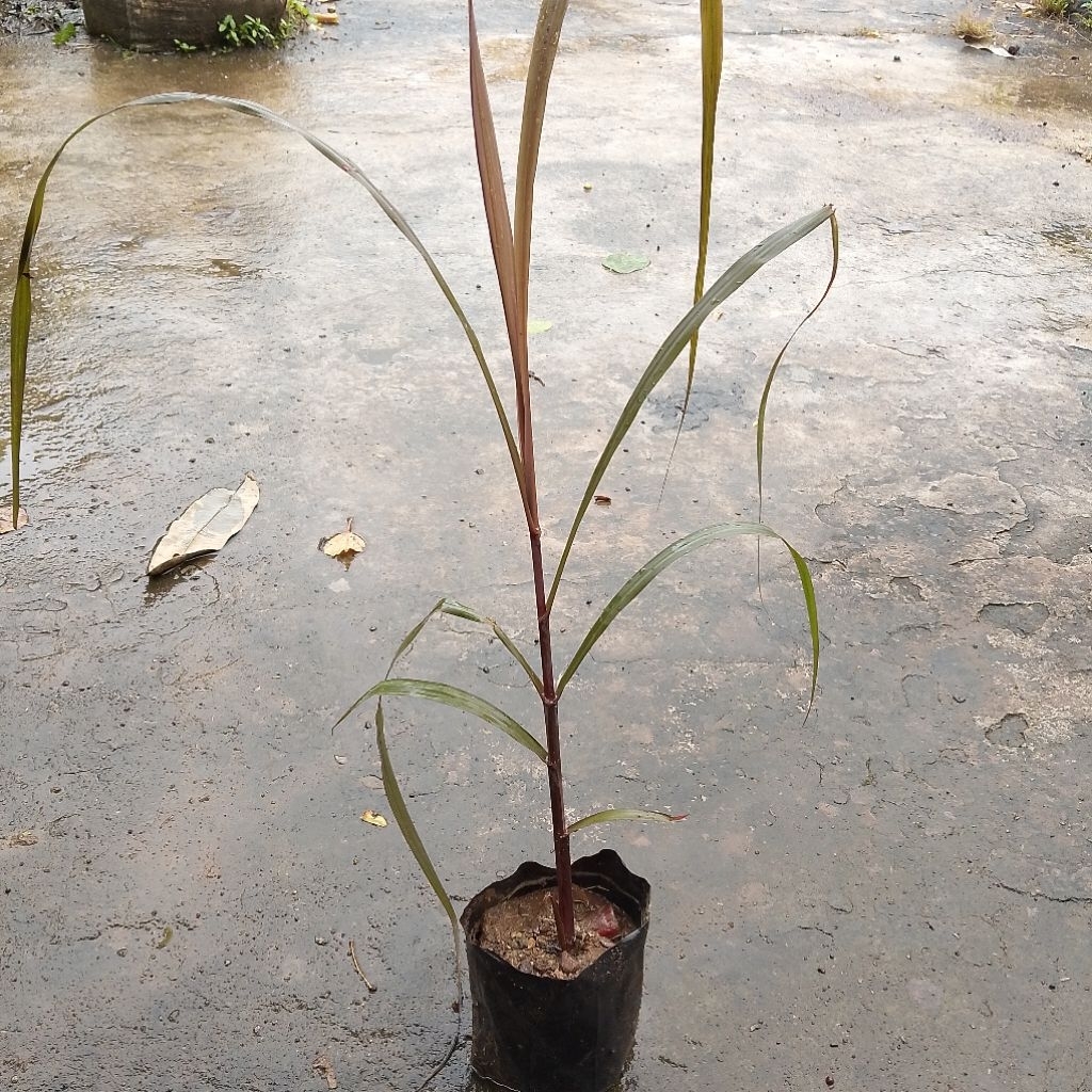 Bibit tebu wulung / tebu hitam siap tanam