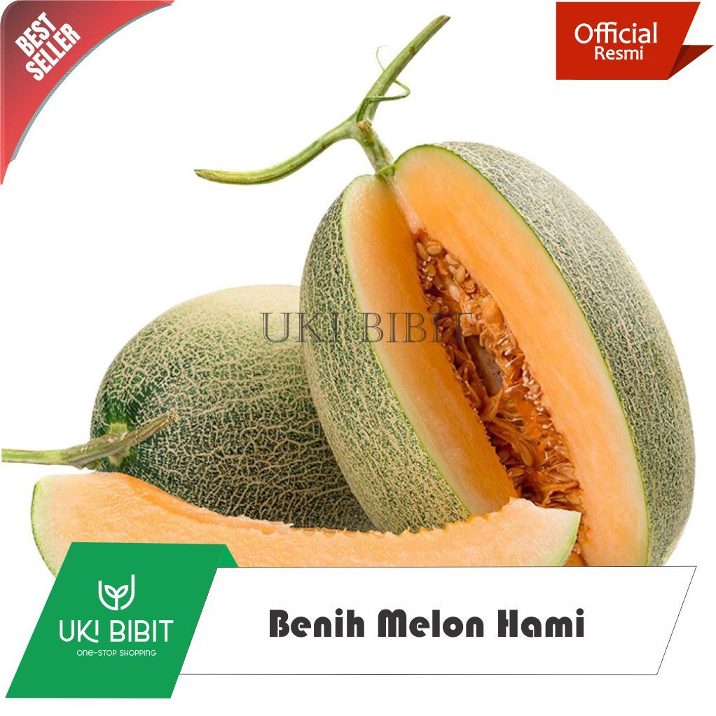 ( 5 Butir ) Benih Biji Melon Hami | Hami Gua | Melon Cina