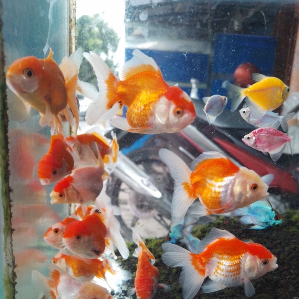 ikan koki oranda