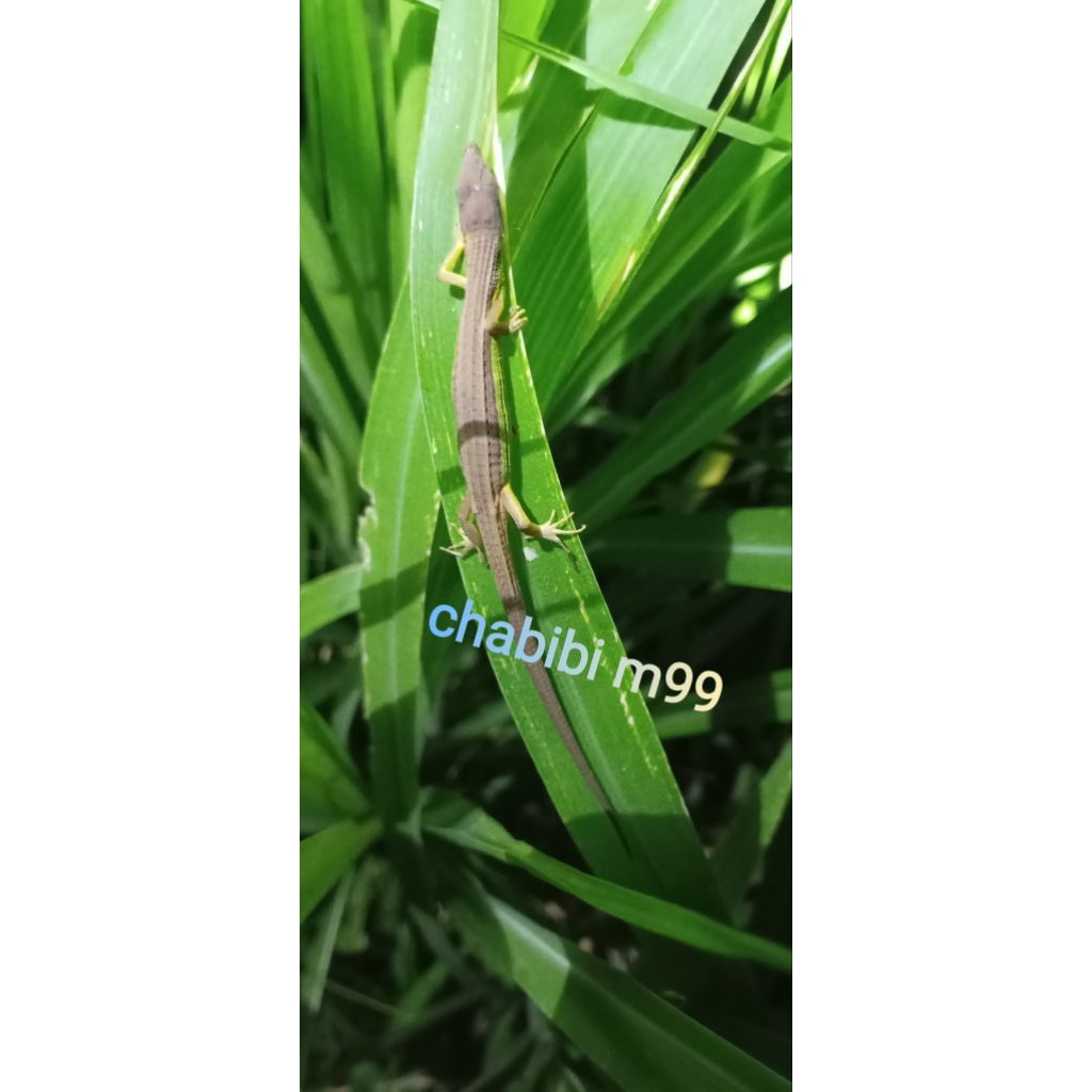 kadal warna /kadal rumput ekor panjang