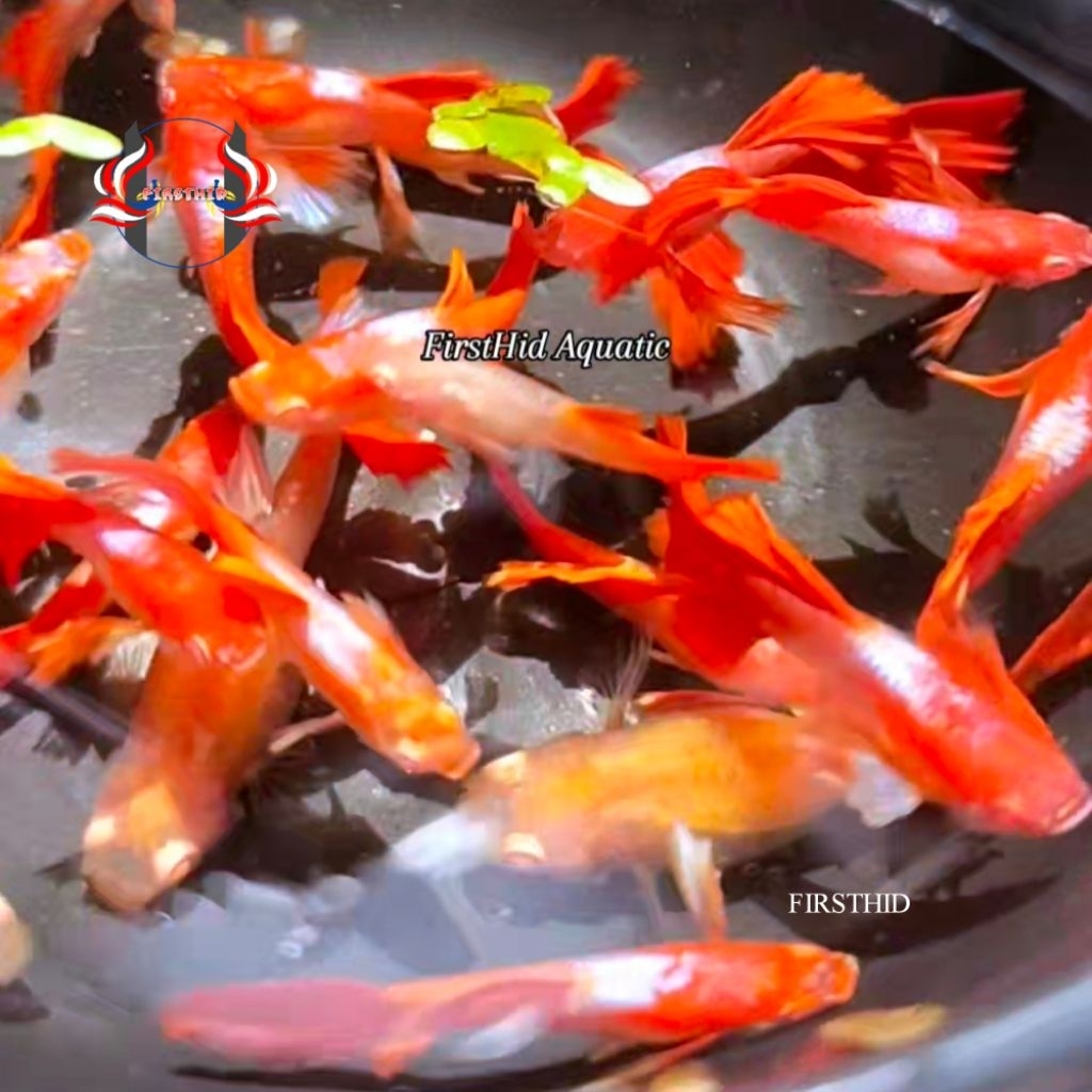 (PREMIUM) GUPPY Albino Tuxedo Red White Dumbo Ear penghias aksesoris akuarium