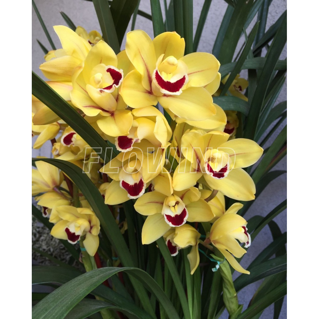 Anggrek Rumpunan Cymbidium SUNSPRITE YELLOW Aussie – Anggrek Hias Kuning Premium
