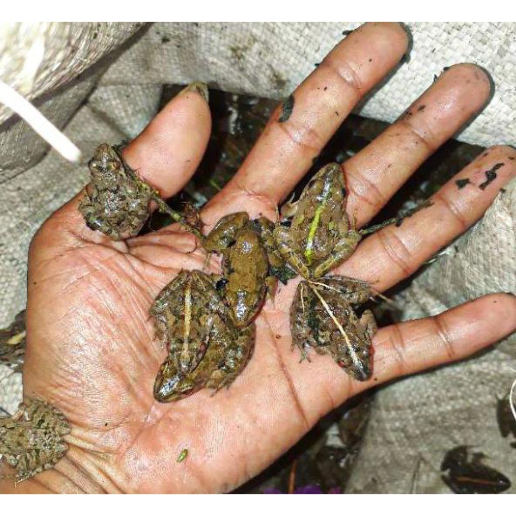 pakan ikan gabus pakan ikan arwana reptil predator