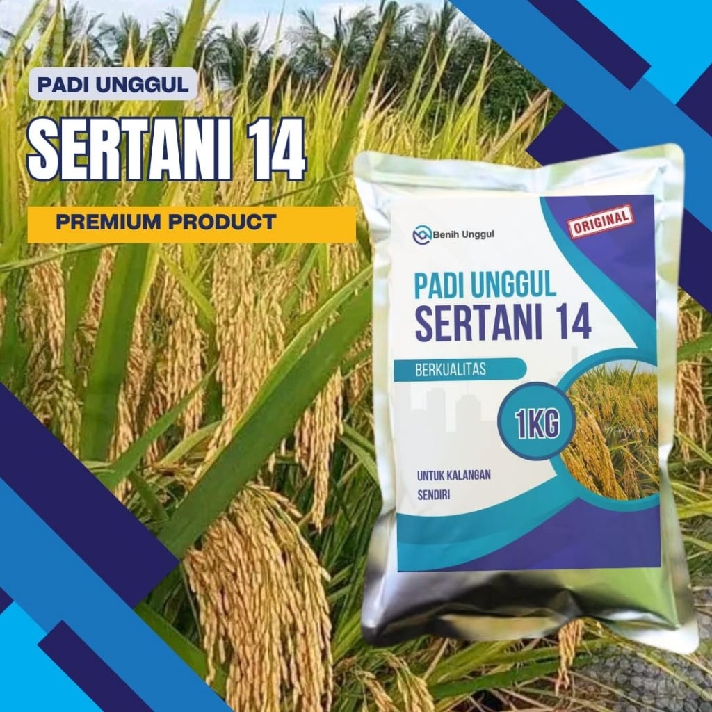Benih padi Unggul Sertani 14 kemasan 1kg