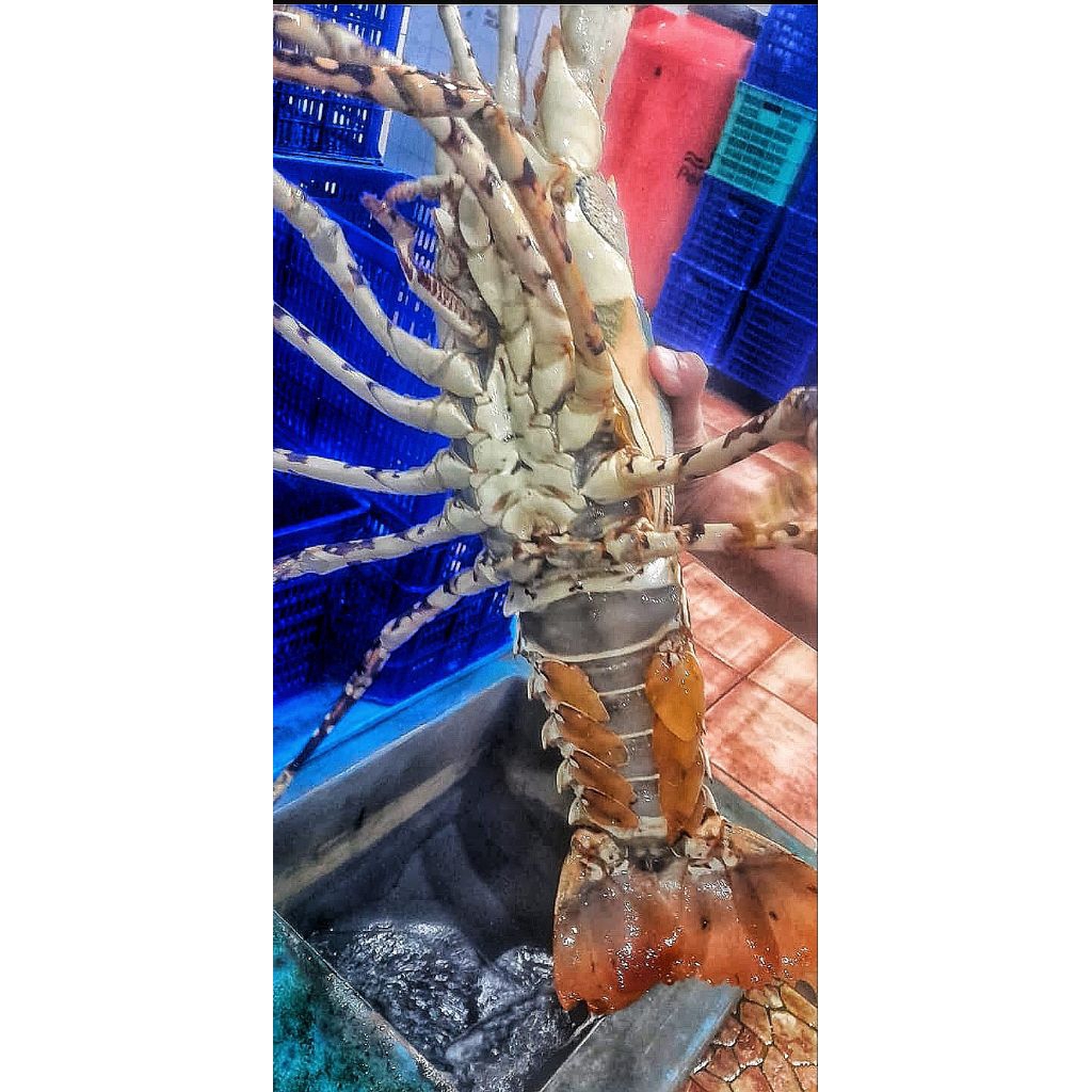lobster mutiara hidup ukuran 2,5kg