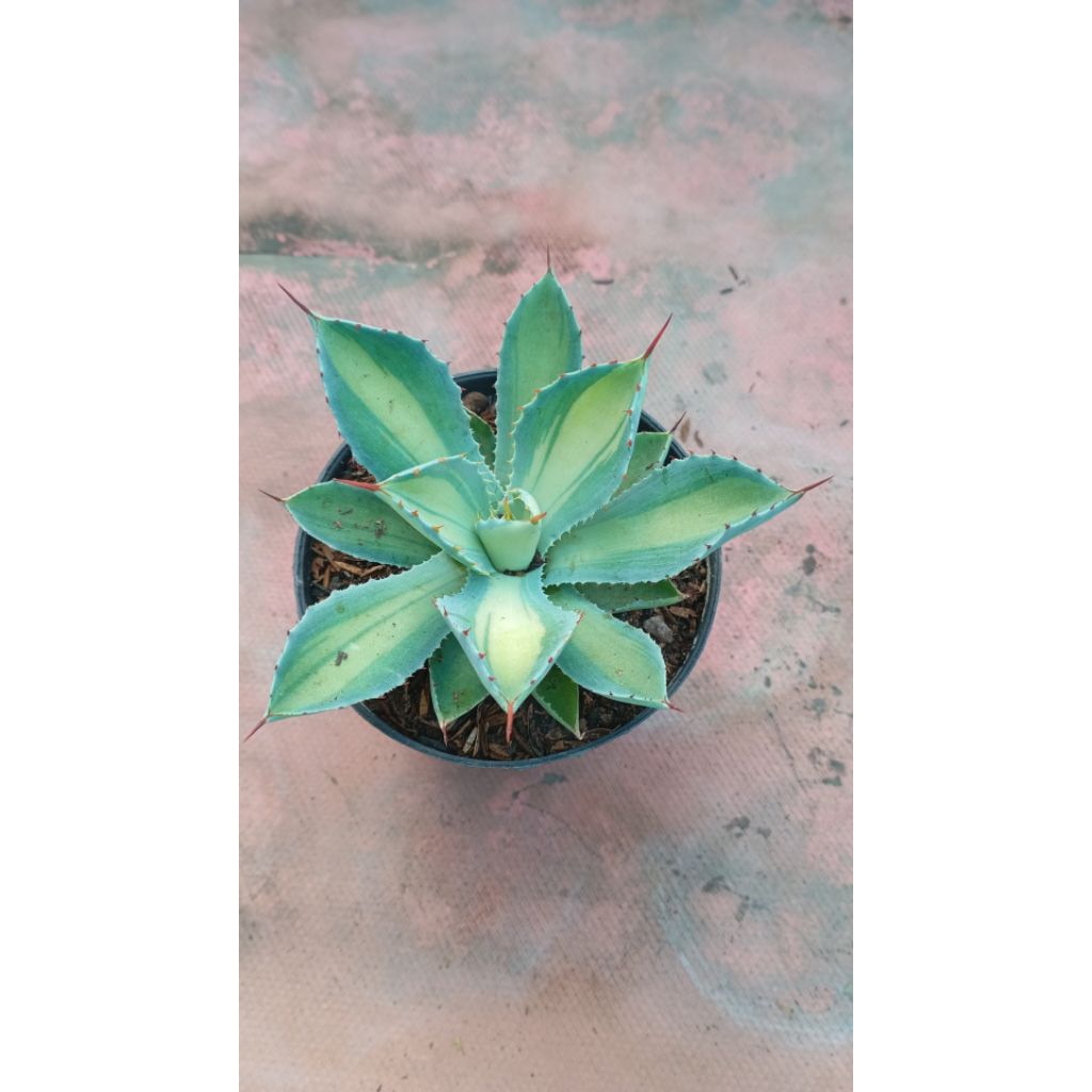 agave potatorum lemgreen