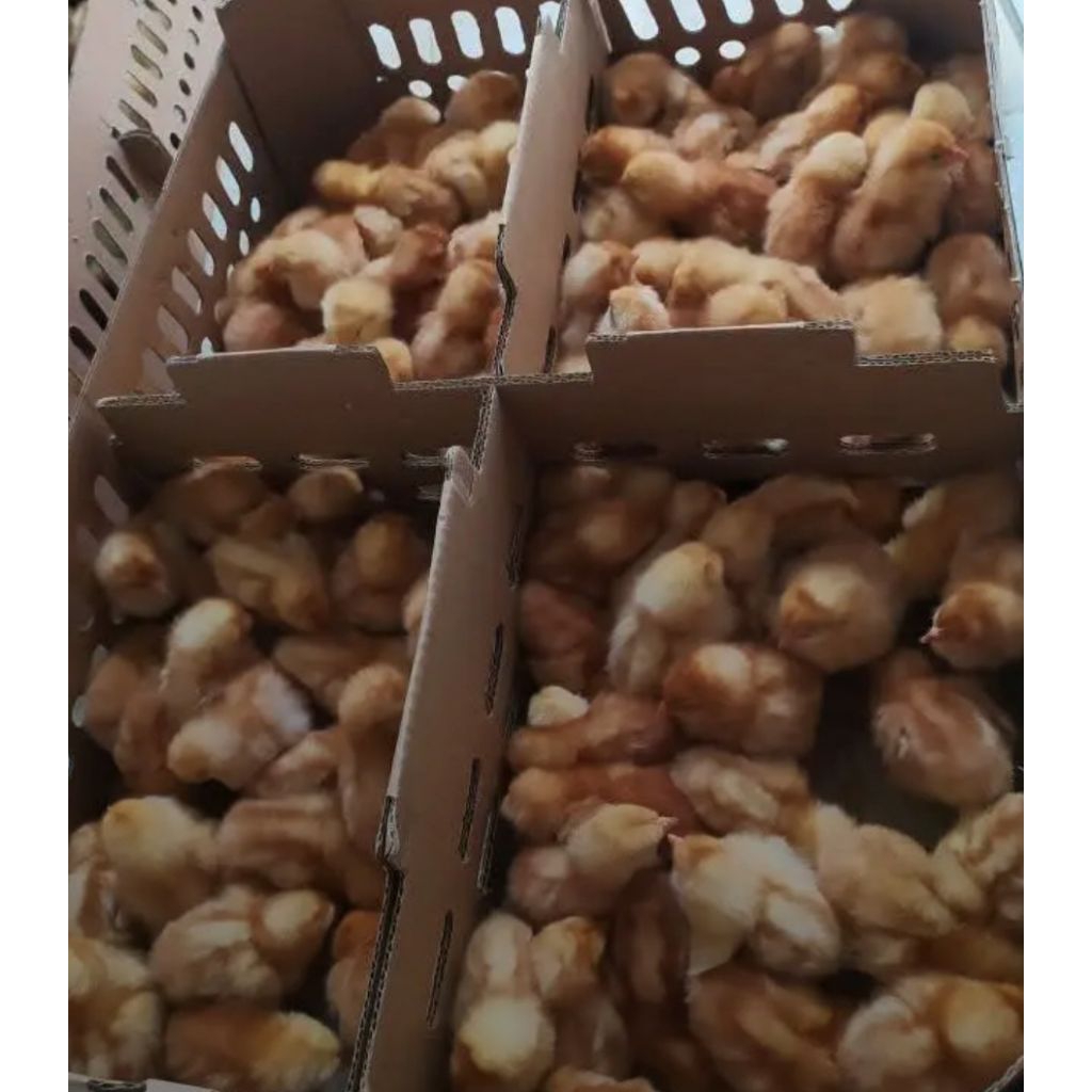 doc ayam petelur merah