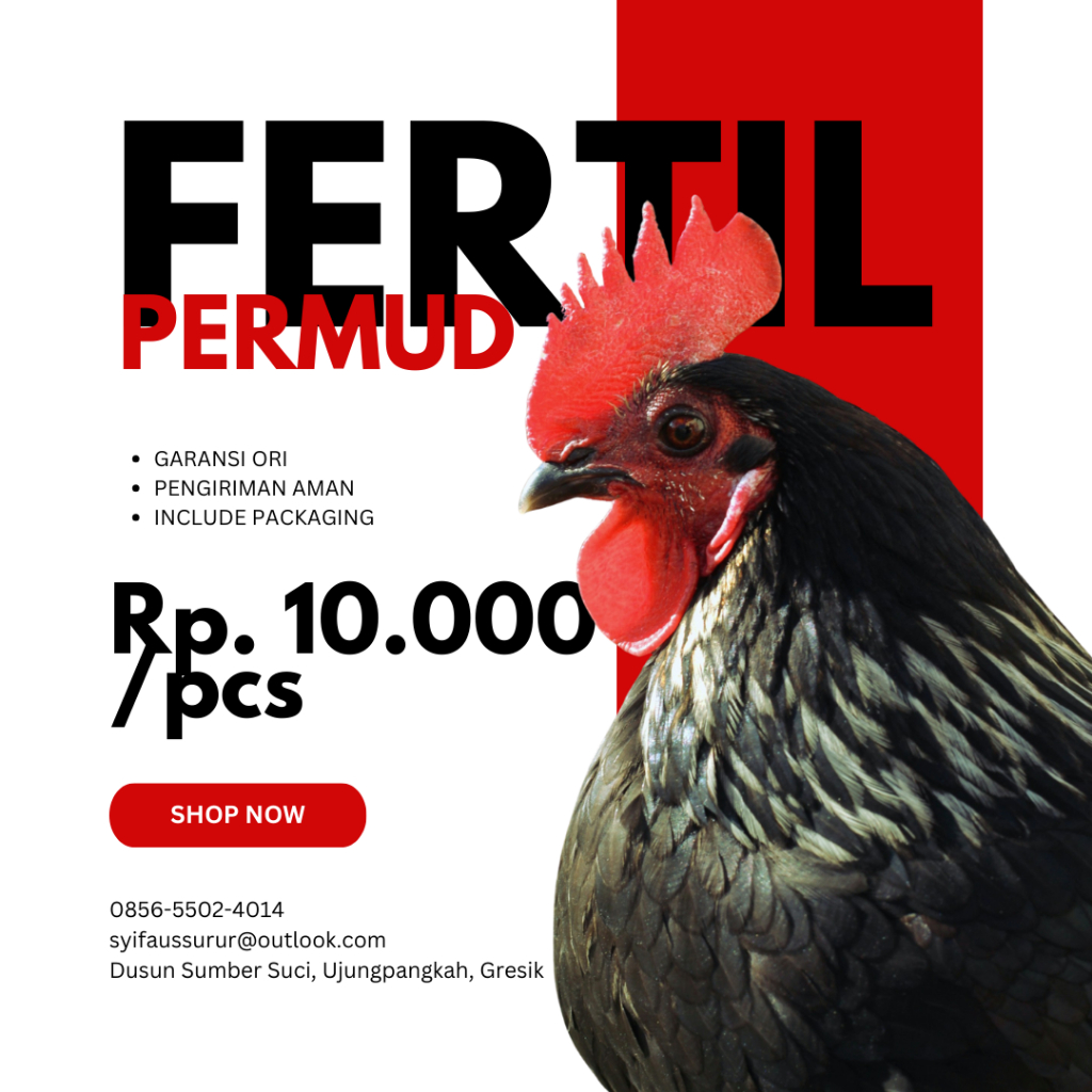 Telur Fertil BP3 Black Permud 3 Ayam Dwiguna Pedaging dan Petelur ORIGINAL
