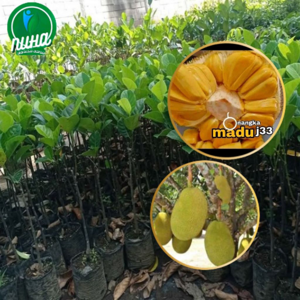 Bibit nangka madu j33(Tekam yellow) nangka j33 bibut okulasi