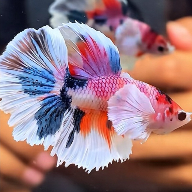Ikan Cupang Betta Halfmoon dumbo ear Multicolor Jantan Dewasa Ukuran M