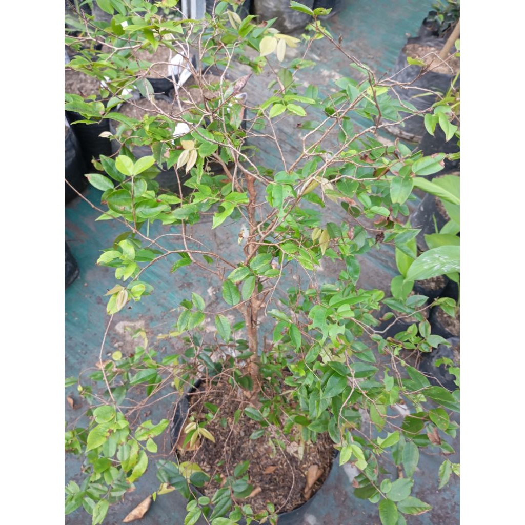 bibit pohon anggur Brazil (precco) bonsai siap berbunga berbuah rimbun