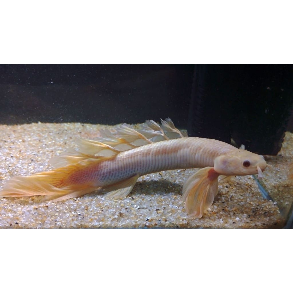 HIASAN-SENEGALUS ALBINO SLAYER/PALMAS ALBINO SLAYER/PREDATOR/HIASAN AQUARIUM SIZE 9-10cm