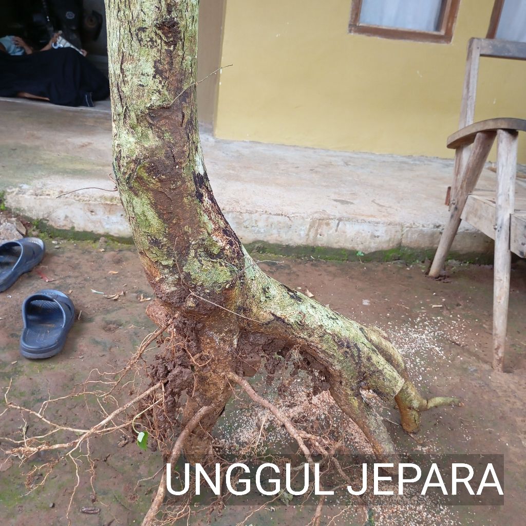 BAHAN BONSAI WALIKUKUN JUMBO