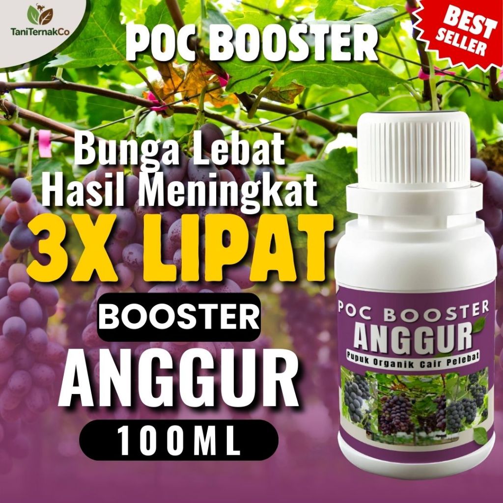 Pupuk Anggur Berbuah Besar dan Manis Pupuk Anggur Cepat Berbunga Pupuk Anggur Masa Pertumbuhan Pupuk