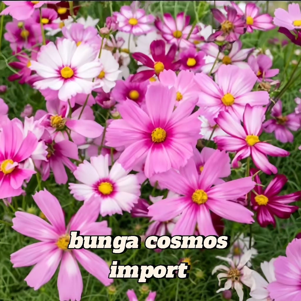 5 Biji Benih Bunga Cosmos Import Tanaman bunga Hias