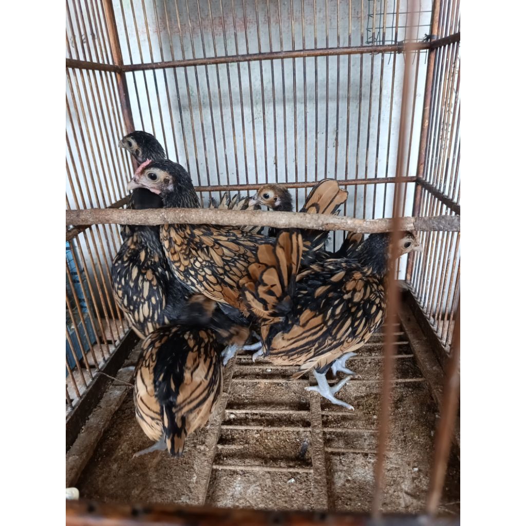 ayam batik kanada usia 3 bulan. mohon chat sebelum order