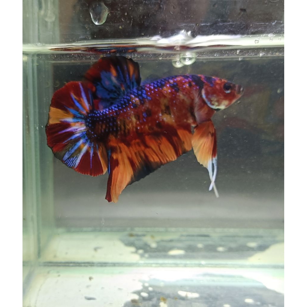 Betta hmpk Giant real pict
